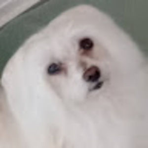 Meet your Posher, Cynthia